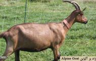 معرفی نژاد بز آلپاین Alpine Goat