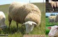 گوسفند نژاد ایست فریزین East Friesian