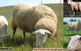 گوسفند نژاد ایست فریزین East Friesian