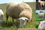 گوسفند نژاد رومانف – اطلاعات کامل