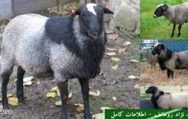 گوسفند نژاد رومانف – اطلاعات کامل